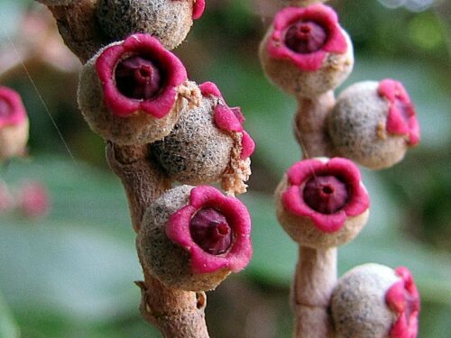 Imagens dos frutos da canela-de-velho
